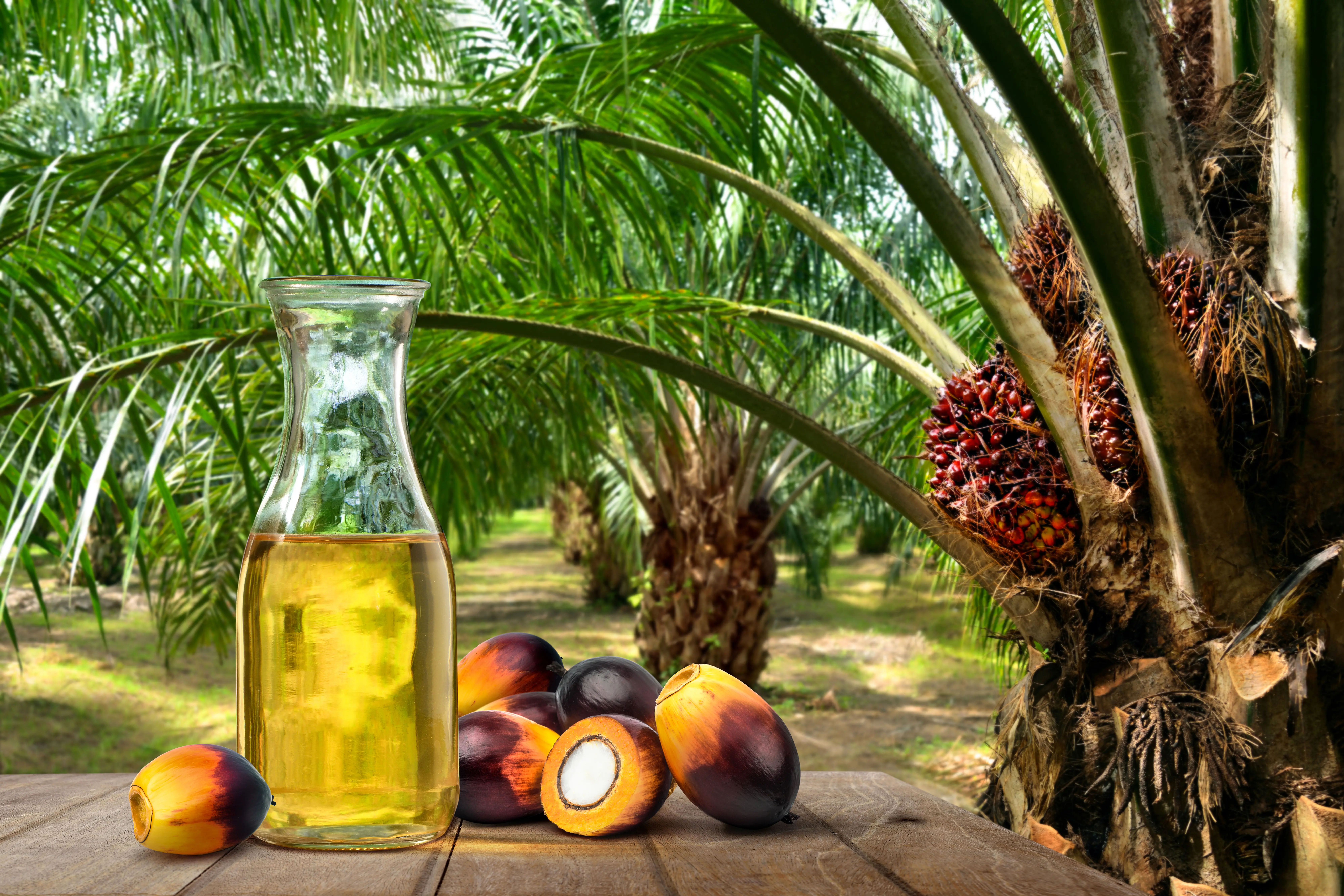 Palm Oil Is It Bad for Health An Evidence-Based Review
